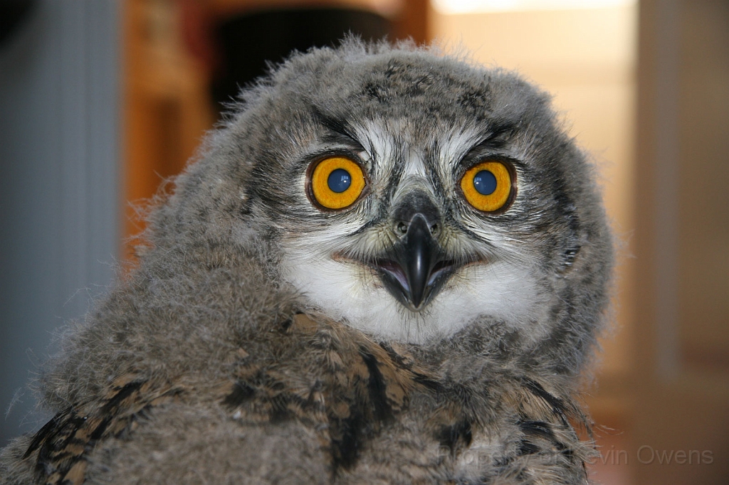 eagleowl.jpg