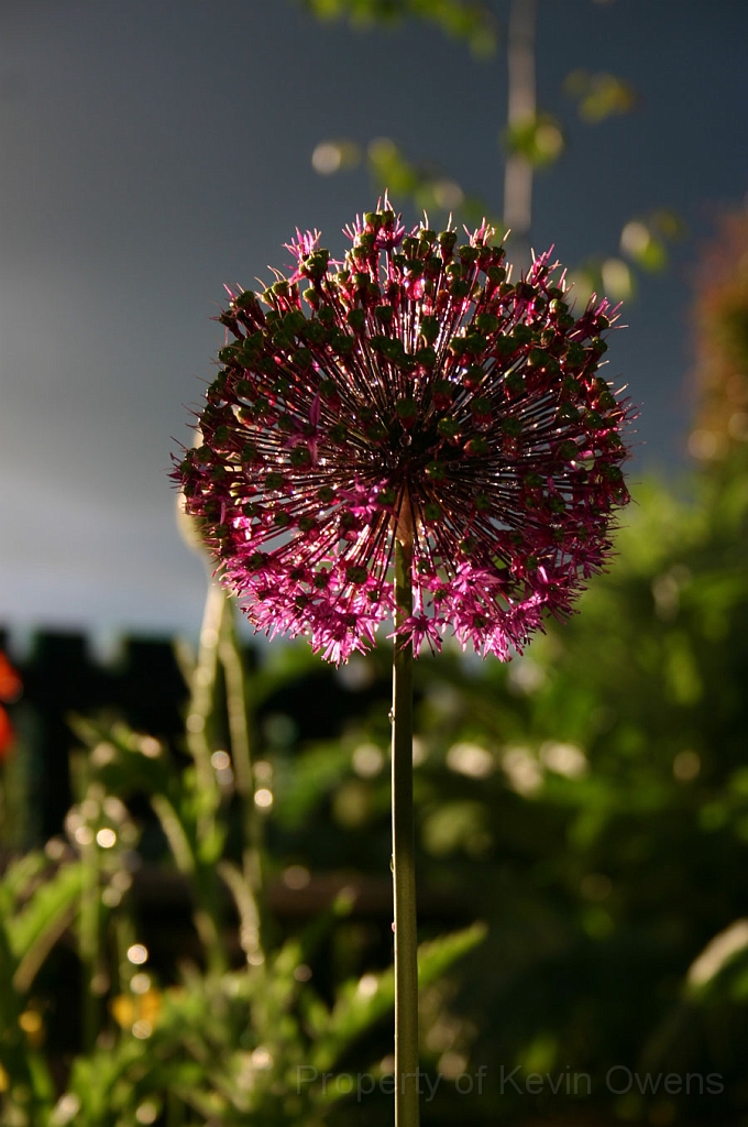 flower.jpg