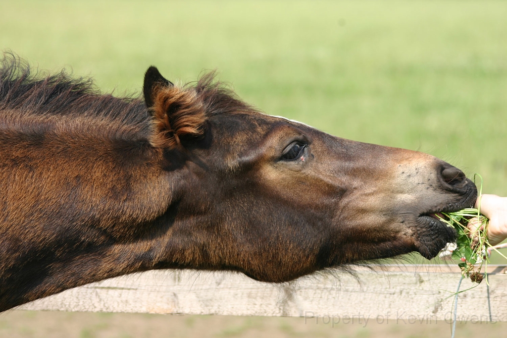 foal.jpg