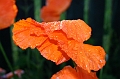 flower1